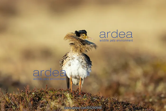 : Ruff male. Ruff - male in breeding plumage - Sweden : Ruff male. Ruff - male in breeding plumage - Sweden