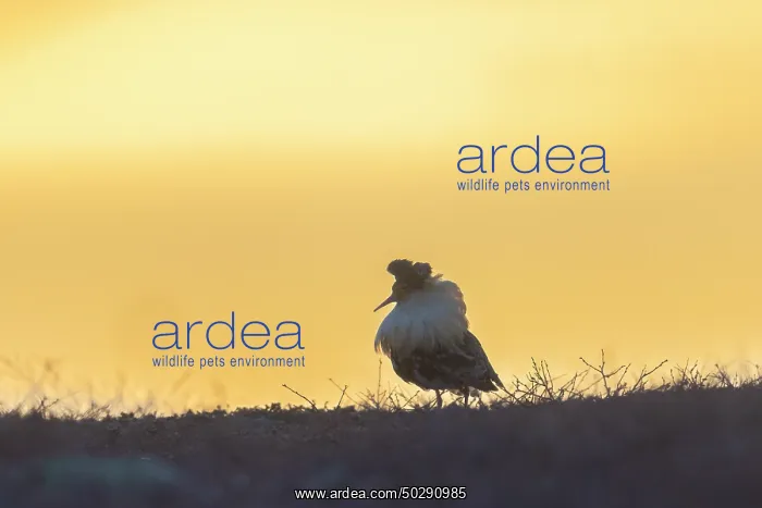 : Ruff male. Ruff - male in breeding plumage - Sweden : Ruff male. Ruff - male in breeding plumage - Sweden
