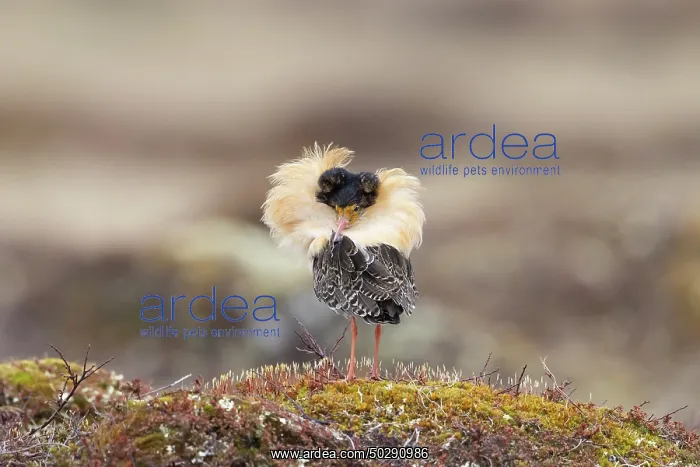 : Ruff male. Ruff - male in breeding plumage - Sweden : Ruff male. Ruff - male in breeding plumage - Sweden