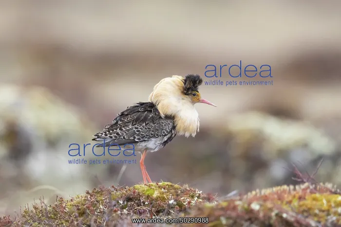  : Ruff male. Ruff - male in breeding plumage - Sweden