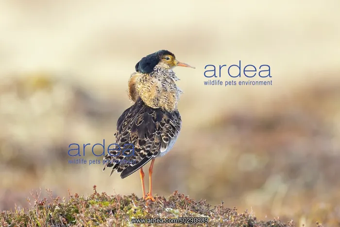 : Ruff male. Ruff - male in breeding plumage - Sweden : Ruff male. Ruff - male in breeding plumage - Sweden