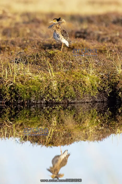  : Ruff male. Ruff - male in breeding plumage - Sweden