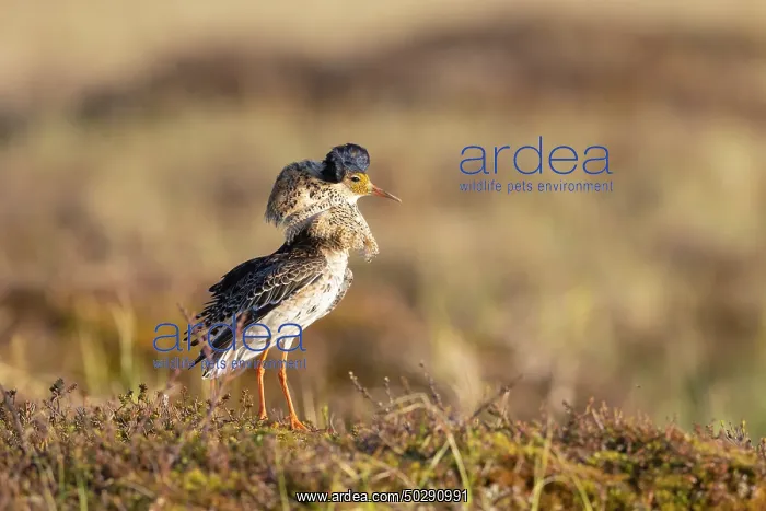  : Ruff male. Ruff - male in breeding plumage - Sweden