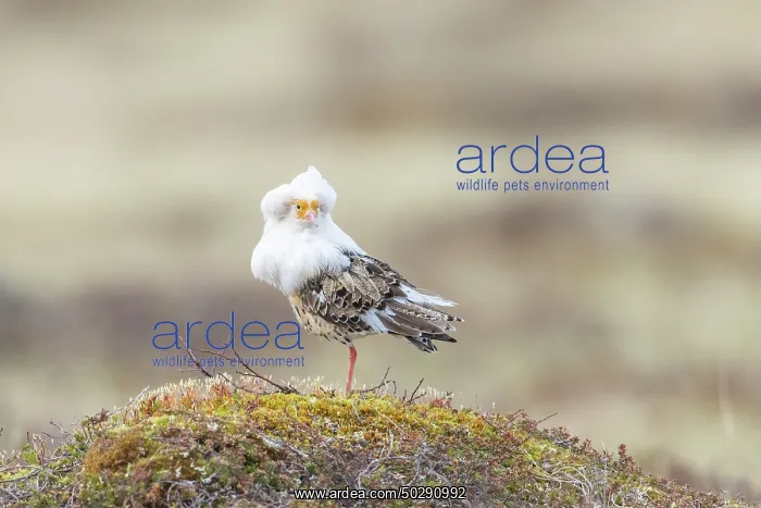 : Ruff male. Ruff - male in breeding plumage - Sweden : Ruff male. Ruff - male in breeding plumage - Sweden