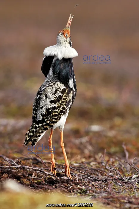 : Ruff - male in breeding plumage eating mosquitoes : Ruff - male in breeding plumage eating mosquitoes