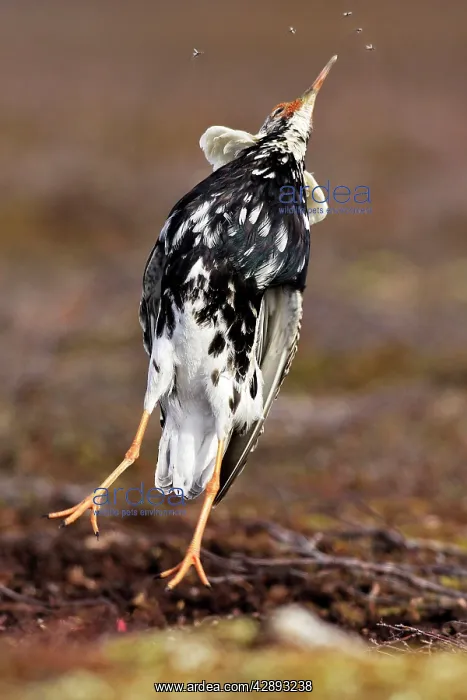 : Ruff - male in breeding plumage eating mosquitoes : Ruff - male in breeding plumage eating mosquitoes