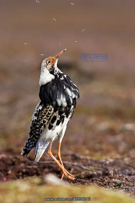 : Ruff - male in breeding plumage eating mosquitoes : Ruff - male in breeding plumage eating mosquitoes