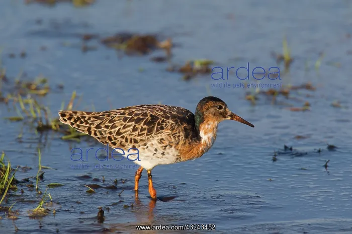  : Ruff male in breeding plumage Germany