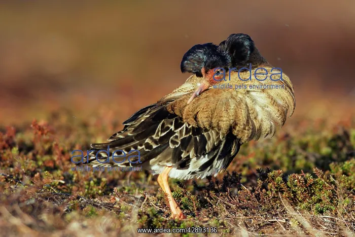 : Ruff - male in breeding plumage in mating display : Ruff - male in breeding plumage in mating display