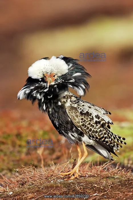 : Ruff - male in breeding plumage in mating display : Ruff - male in breeding plumage in mating display