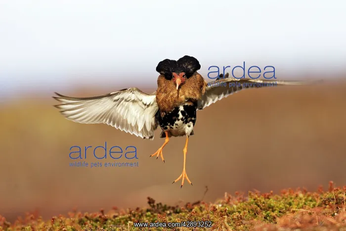: Ruff - male in breeding plumage in mating display : Ruff - male in breeding plumage in mating display