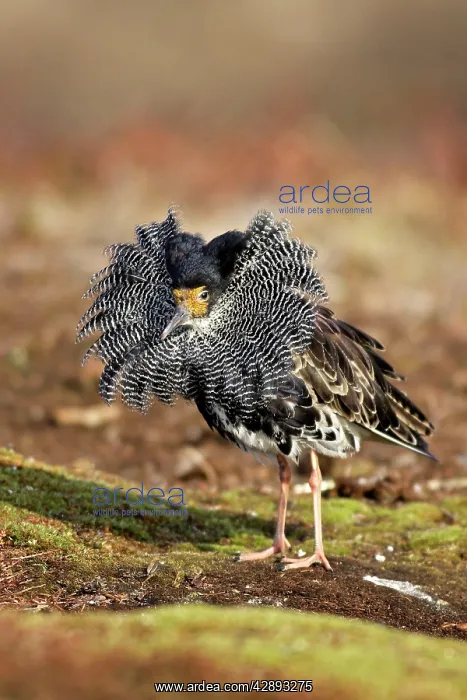 : Ruff - male in breeding plumage in mating display : Ruff - male in breeding plumage in mating display