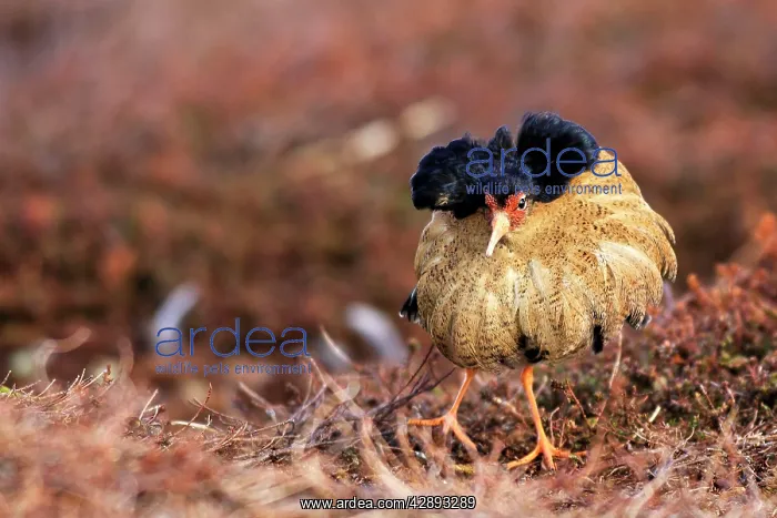: Ruff - male in breeding plumage in mating display : Ruff - male in breeding plumage in mating display