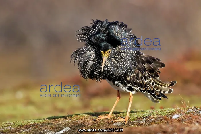 : Ruff - male in breeding plumage in mating display : Ruff - male in breeding plumage in mating display