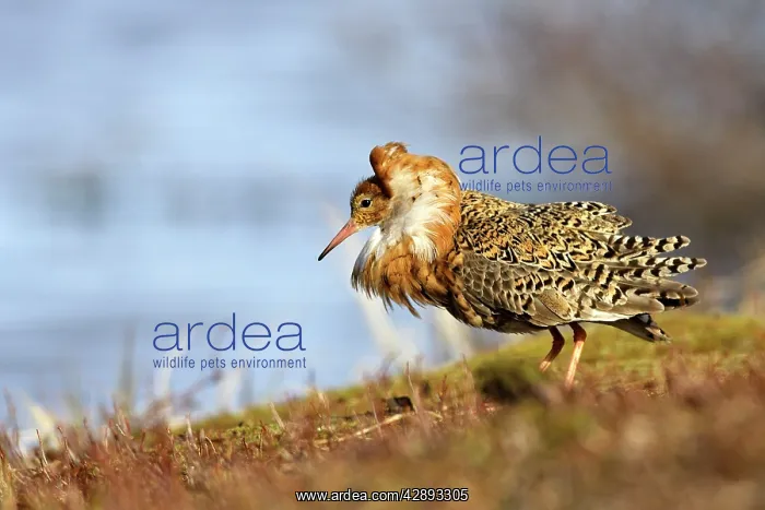 : Ruff - male in breeding plumage in mating display : Ruff - male in breeding plumage in mating display