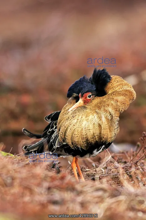 : Ruff - male in breeding plumage in mating display : Ruff - male in breeding plumage in mating display