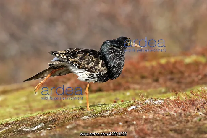 : Ruff - male in breeding plumage in mating display : Ruff - male in breeding plumage in mating display