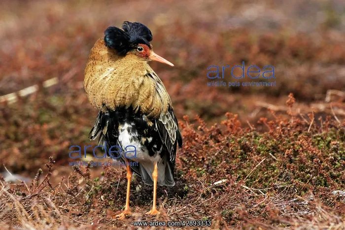 : Ruff - male in breeding plumage in mating display : Ruff - male in breeding plumage in mating display