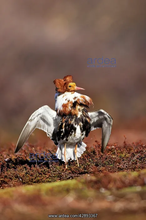 : Ruff - male in breeding plumage in mating display : Ruff - male in breeding plumage in mating display