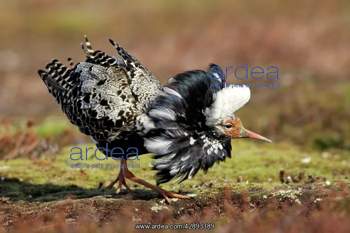 : Ruff - male in breeding plumage in mating display : Ruff - male in breeding plumage in mating display