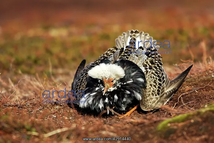 : Ruff - male in breeding plumage in mating display : Ruff - male in breeding plumage in mating display