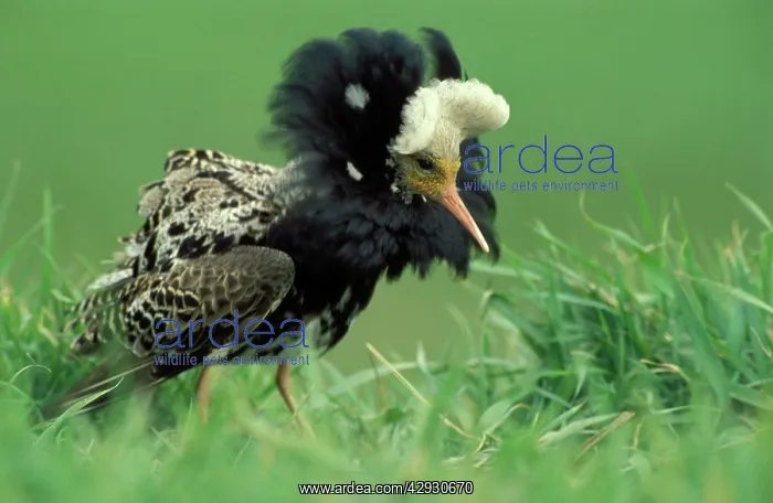 : Ruff - Male displaying : Ruff - Male displaying