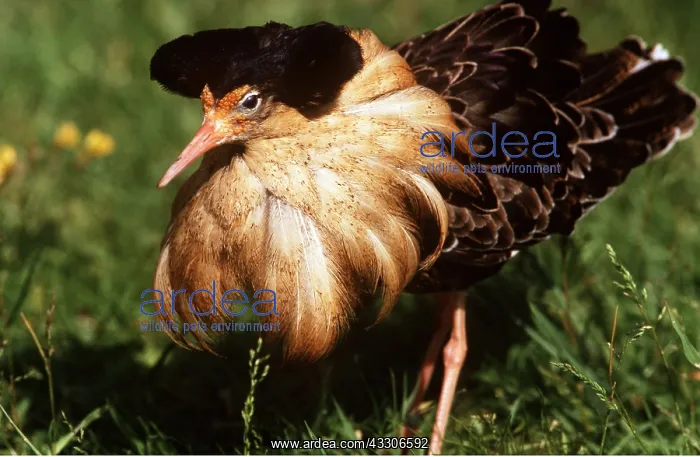 : RUFF - male, displaying : RUFF - male, displaying