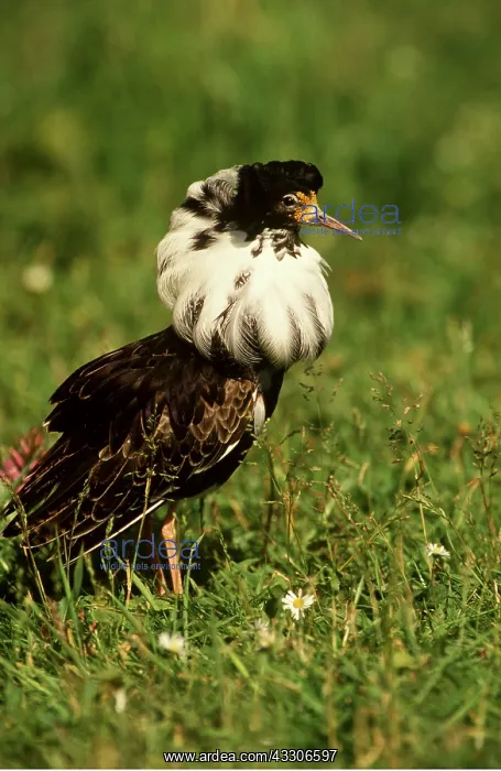 : RUFF - male, displaying : RUFF - male, displaying