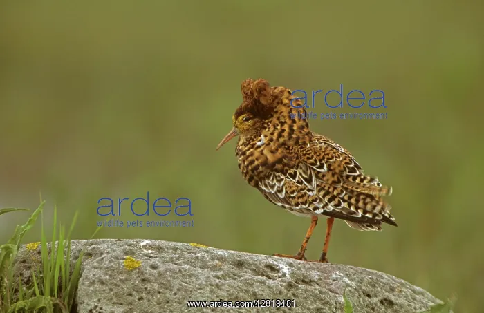 : Ruff - male displaying on lek : Ruff - male displaying on lek