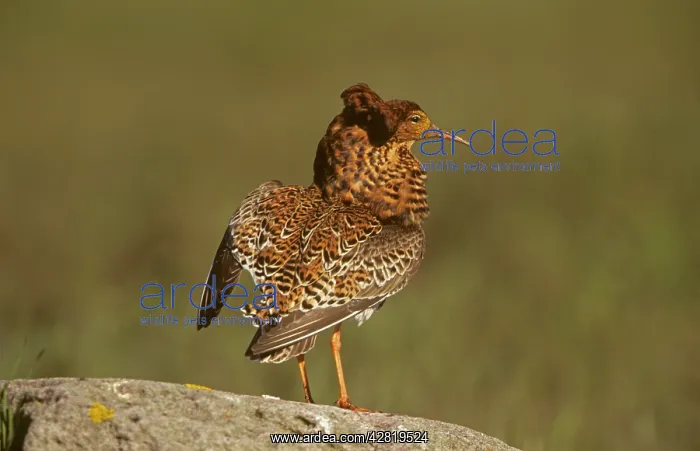 : Ruff - male displaying on lek : Ruff - male displaying on lek