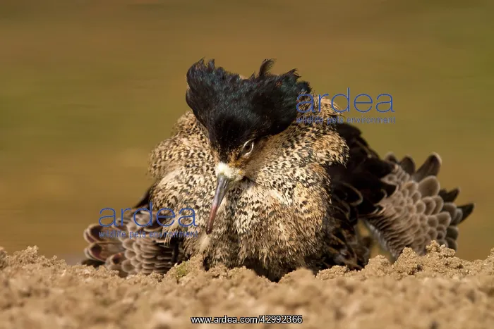 : Ruff male displaying to a mate (Philomachus pugnax) : Ruff male displaying to a mate (Philomachus pugnax)