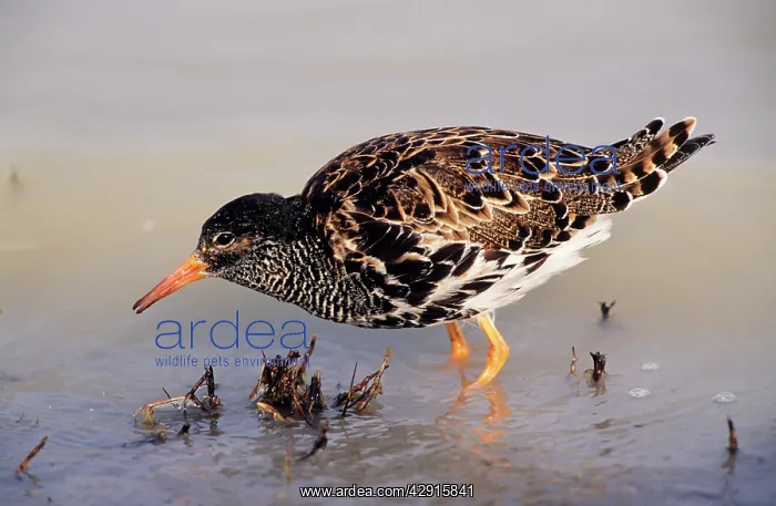 : RUFF- Male feeding : RUFF- Male feeding