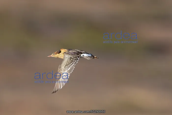 : Ruff male flight : Ruff male flight