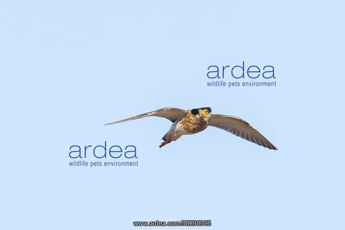 : Ruff male flight : Ruff male flight