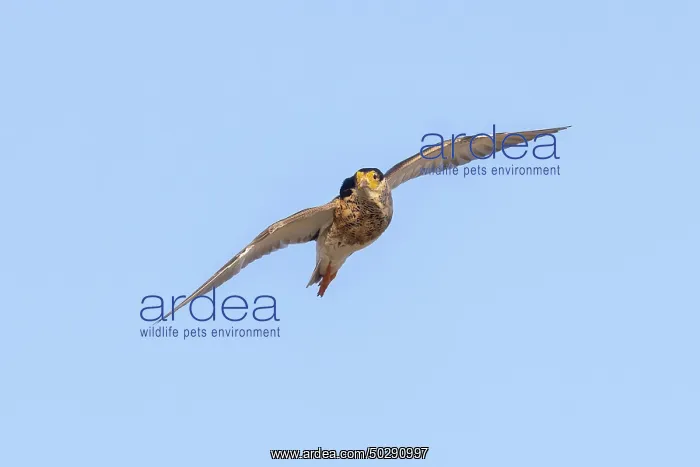 : Ruff male flight : Ruff male flight