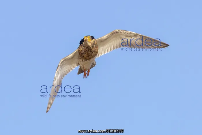 : Ruff male flight : Ruff male flight