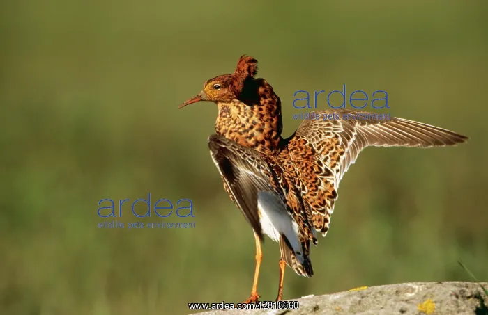 : RUFF - male on Lek : RUFF - male on Lek