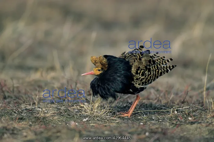 : Ruff - Male on Lek in Oblique Display : Ruff - Male on Lek in Oblique Display