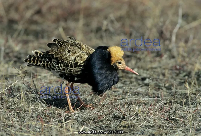 : Ruff - Male on Lek in Oblique Display : Ruff - Male on Lek in Oblique Display