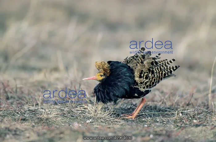 : Ruff - Male on Lek in Oblique Display : Ruff - Male on Lek in Oblique Display