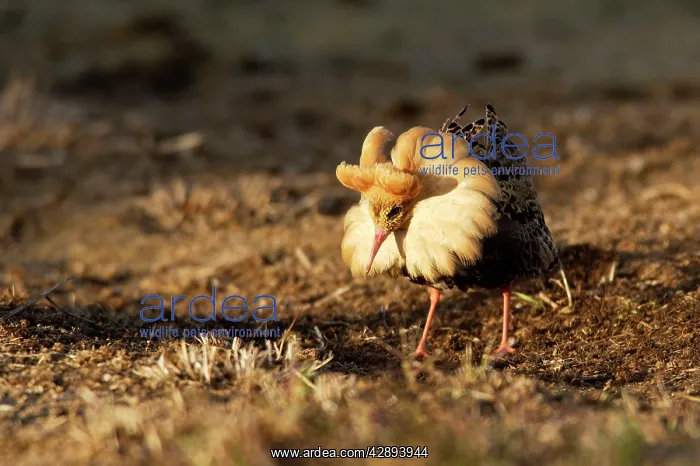  : Ruff - male in mating display