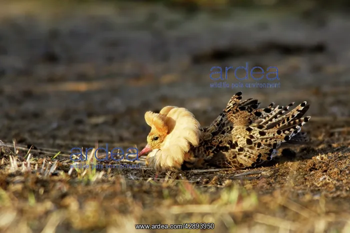 : Ruff - male in mating display : Ruff - male in mating display