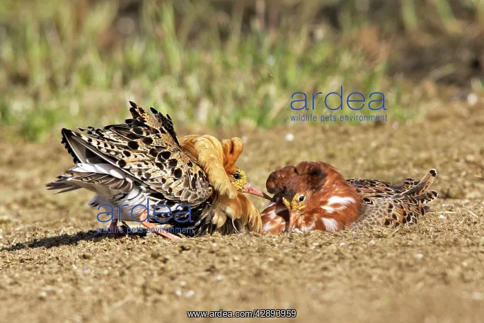 : Ruff - male in mating display : Ruff - male in mating display