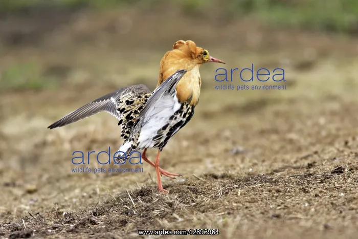 : Ruff - male in mating display : Ruff - male in mating display