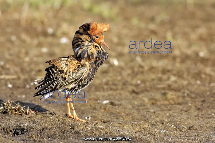 : Ruff - male in mating display : Ruff - male in mating display