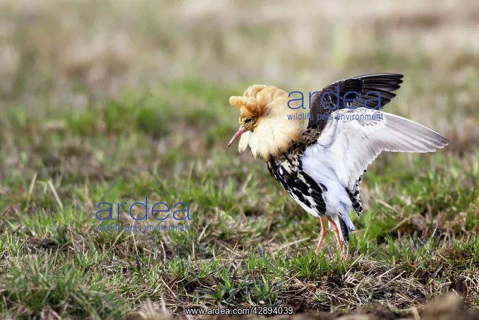 : Ruff - male in mating display : Ruff - male in mating display