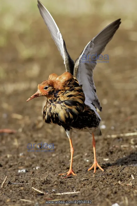 : Ruff - male in mating display : Ruff - male in mating display