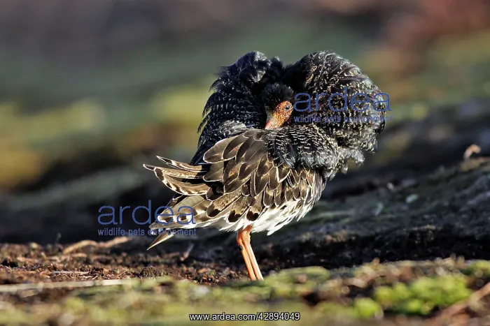 : Ruff - male in mating display : Ruff - male in mating display