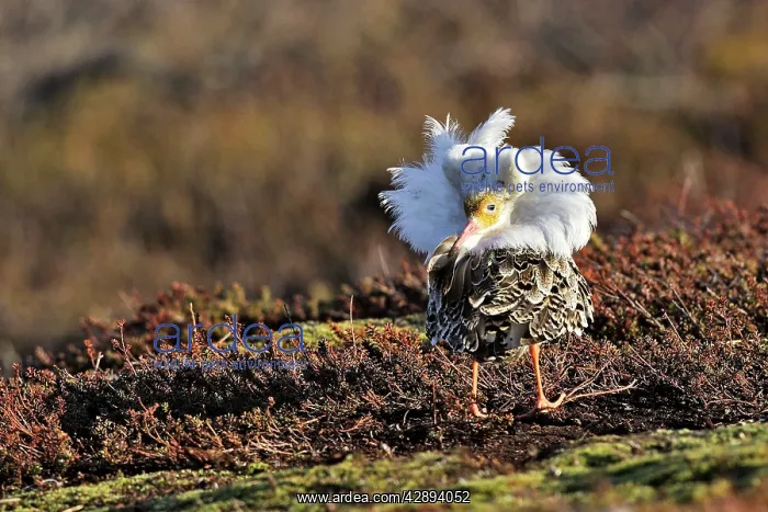 : Ruff - male in mating display : Ruff - male in mating display