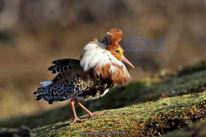 : Ruff - male in mating display : Ruff - male in mating display